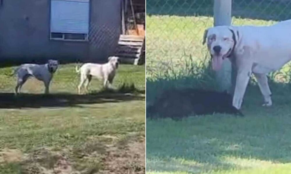 Un dogo se escapó de su vivienda en Bahía Blanca y mató a un cocker: responsabilizan a los dueños del animal