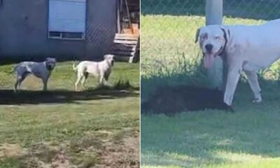 Un dogo se escapó de su vivienda en Bahía Blanca y mató a un cocker: responsabilizan a los dueños del animal