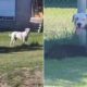 Un dogo se escapó de su vivienda en Bahía Blanca y mató a un cocker: responsabilizan a los dueños del animal
