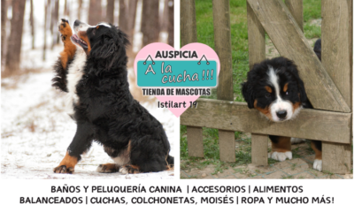 El boyero de Berna y su nobleza en las montañas suizas