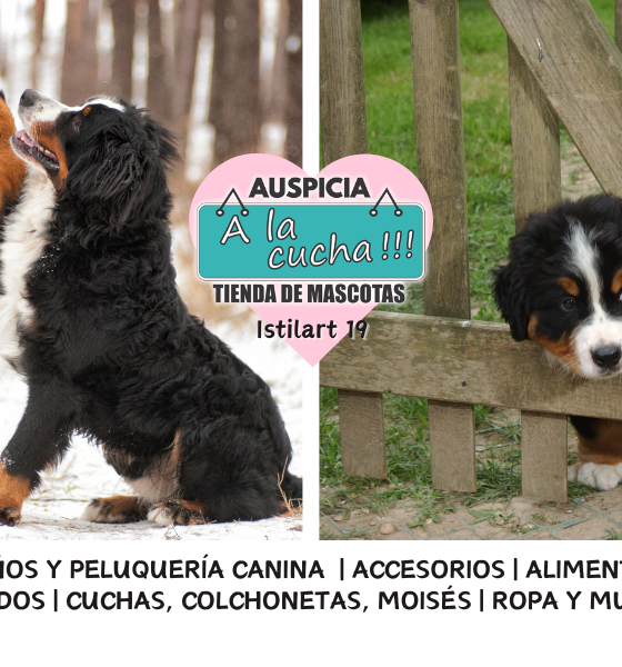 El boyero de Berna y su nobleza en las montañas suizas