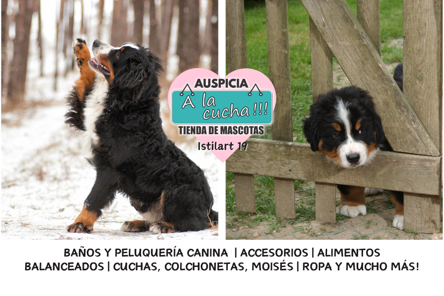 El boyero de Berna y su nobleza en las montañas suizas