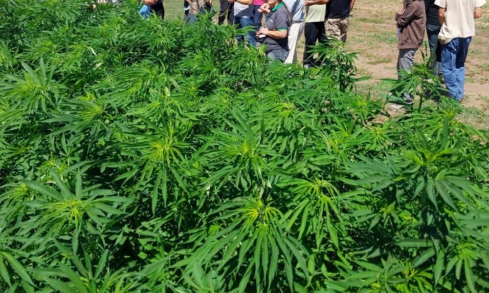 Cáñamo industrial: marcado interés para el desarrollo en el sudoeste bonaerense