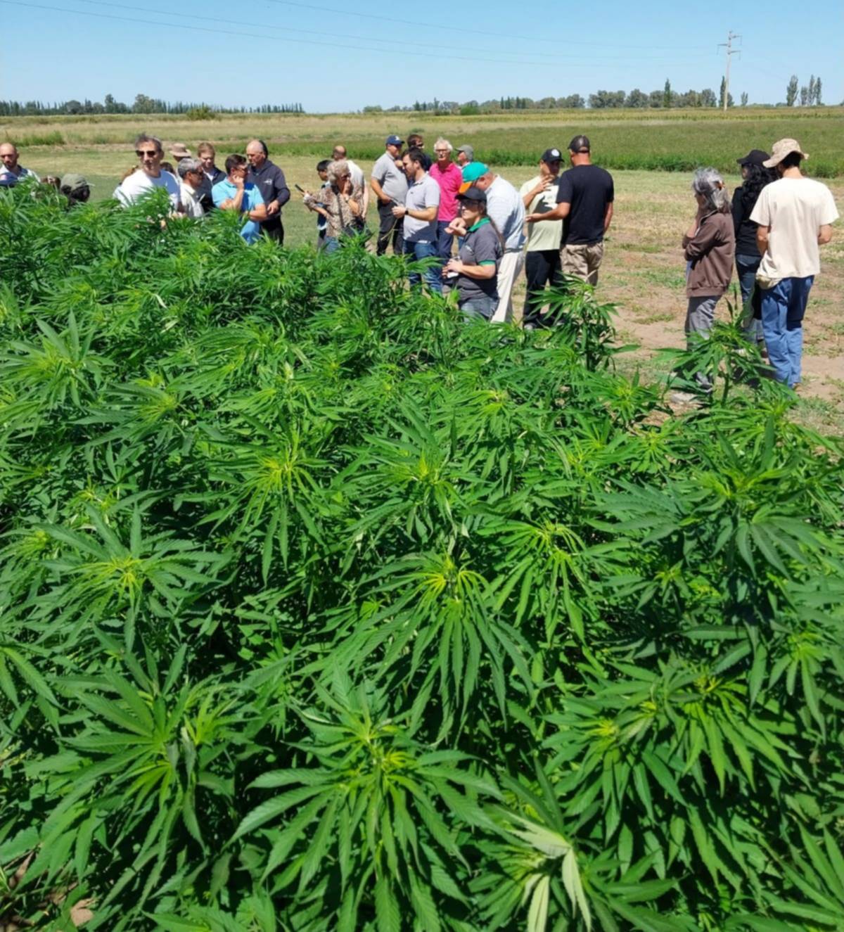Cáñamo industrial: marcado interés para el desarrollo en el sudoeste bonaerense