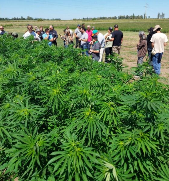 Cáñamo industrial: marcado interés para el desarrollo en el sudoeste bonaerense