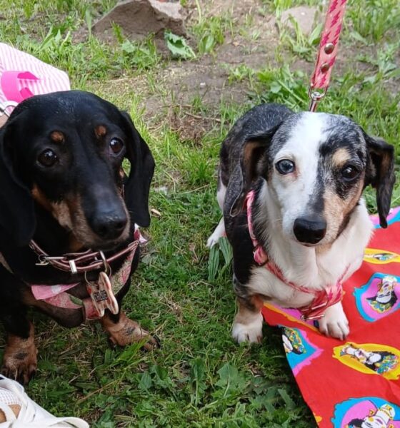 lega la segunda “Salchijuntada” al Parque Miedan con actividades, sorteos y fin solidario