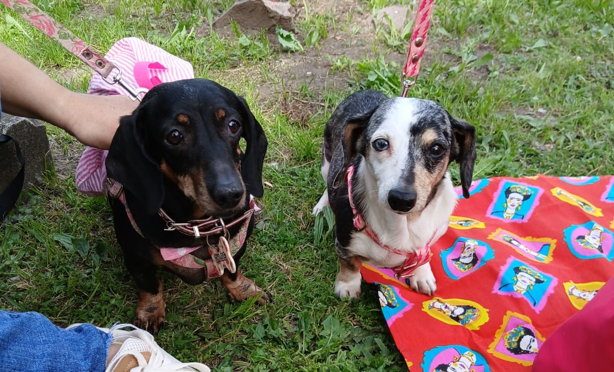 lega la segunda “Salchijuntada” al Parque Miedan con actividades, sorteos y fin solidario