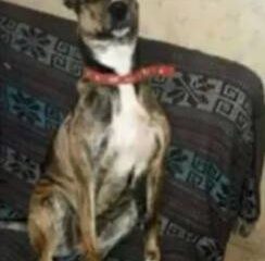 Un productor de la región deberá ir a juicio oral por crueldad animal