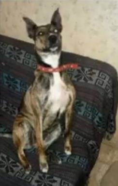 Un productor de la región deberá ir a juicio oral por crueldad animal