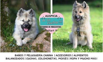 El Keeshond y su legendaria estampa de guardián fluvial