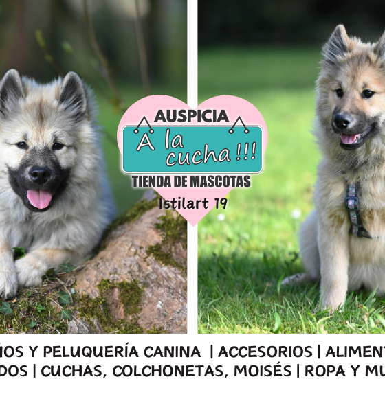 El Keeshond y su legendaria estampa de guardián fluvial