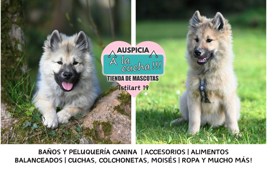 El Keeshond y su legendaria estampa de guardián fluvial