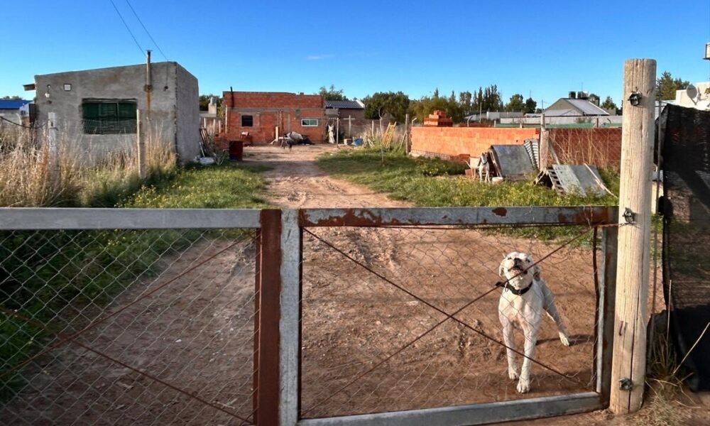 Nuevo ataque de dogos en Bahía Blanca: “Me cubrí la cara y me destrozaron los brazos”