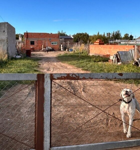 Nuevo ataque de dogos en Bahía Blanca: “Me cubrí la cara y me destrozaron los brazos”