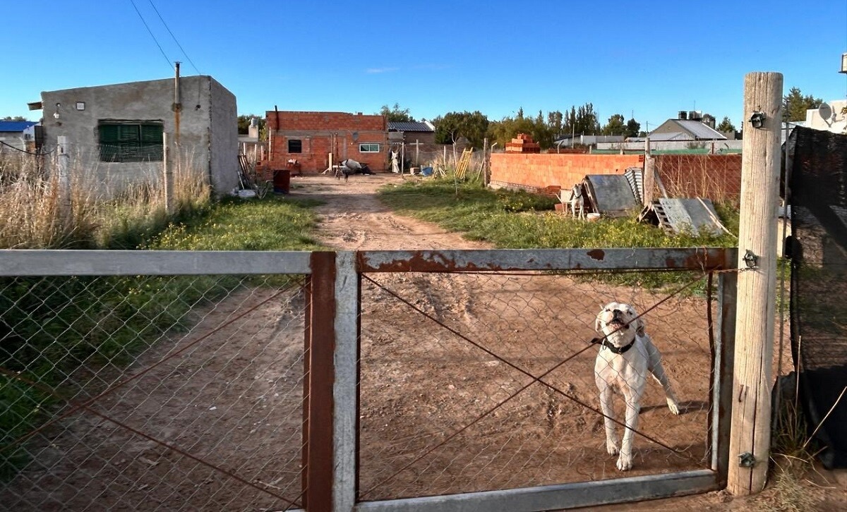 Nuevo ataque de dogos en Bahía Blanca: “Me cubrí la cara y me destrozaron los brazos”