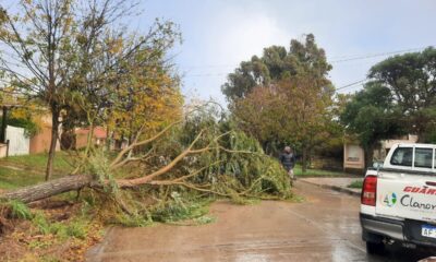 Temporal en Claromecó: caída de árboles, anegamientos y fuerte crecida del mar