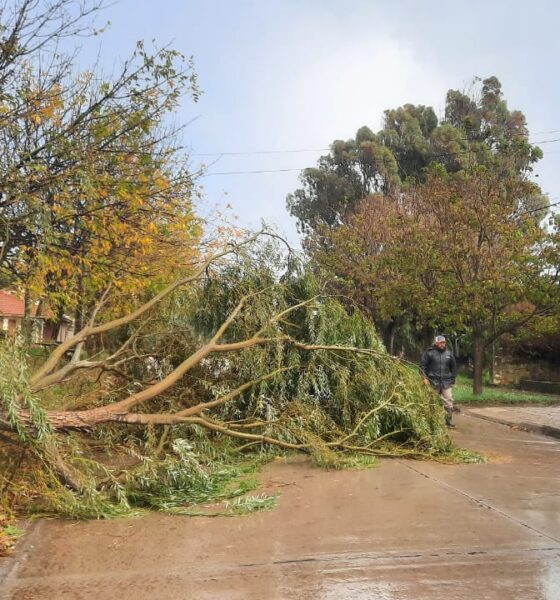 Temporal en Claromecó: caída de árboles, anegamientos y fuerte crecida del mar