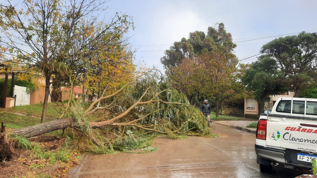 Temporal en Claromecó: caída de árboles, anegamientos y fuerte crecida del mar