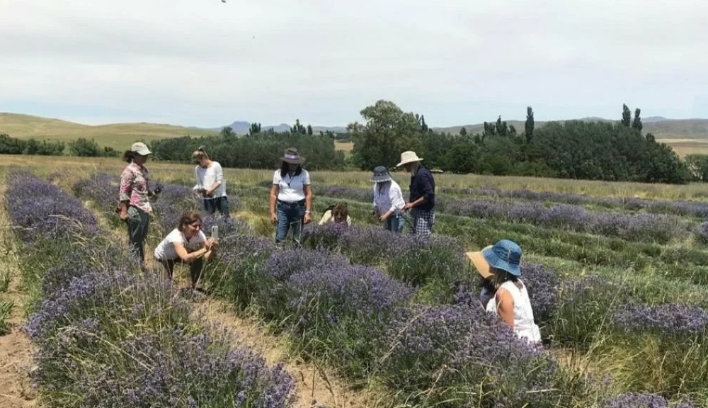 Experiencias bonaerenses: floración de lavandas con visita guiada y alojamiento de campo en Sierra de la Ventana