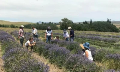Experiencias bonaerenses: floración de lavandas con visita guiada y alojamiento de campo en Sierra de la Ventana