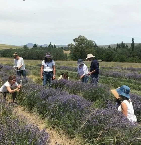 Experiencias bonaerenses: floración de lavandas con visita guiada y alojamiento de campo en Sierra de la Ventana
