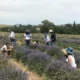 Experiencias bonaerenses: floración de lavandas con visita guiada y alojamiento de campo en Sierra de la Ventana