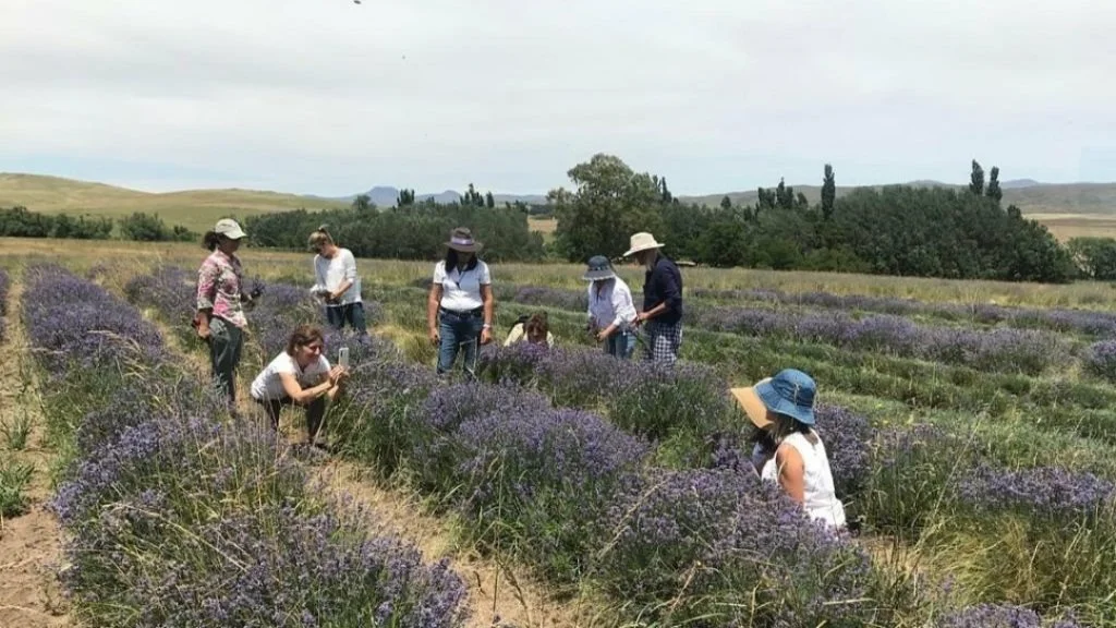Experiencias bonaerenses: floración de lavandas con visita guiada y alojamiento de campo en Sierra de la Ventana