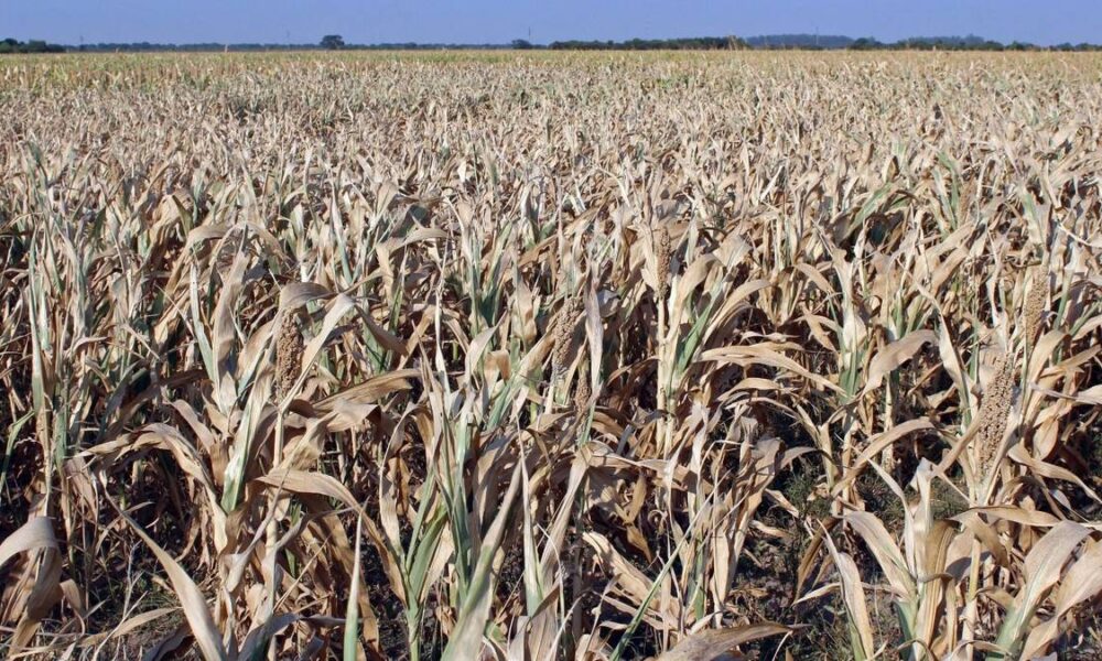 El Gobierno declaró la emergencia agropecuaria en tres provincias