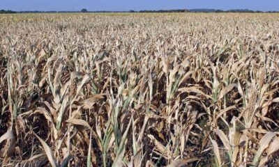 El Gobierno declaró la emergencia agropecuaria en tres provincias