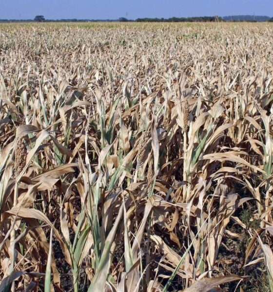 El Gobierno declaró la emergencia agropecuaria en tres provincias