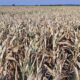 El Gobierno declaró la emergencia agropecuaria en tres provincias