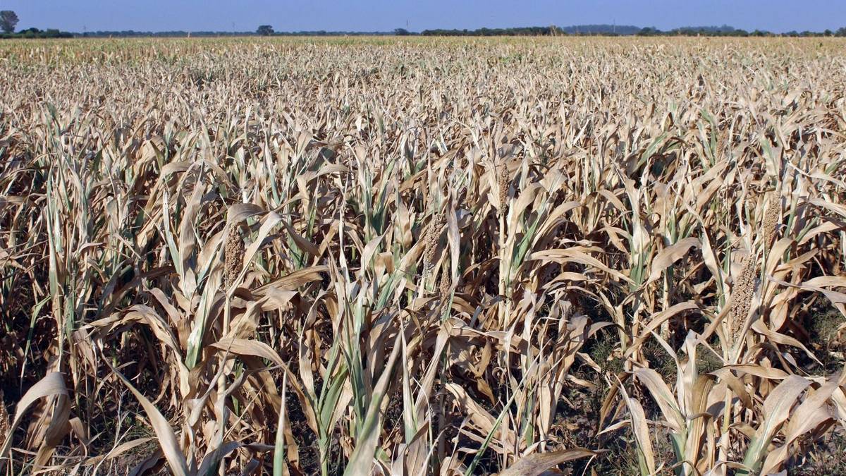 El Gobierno declaró la emergencia agropecuaria en tres provincias