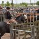 Asociación Agrícola Ganadera, siete décadas acompañando al campo y la producción local