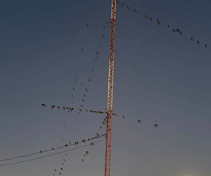 Invasión de loros en Villarino: encuentran un sistema que les causa pánico y los espanta