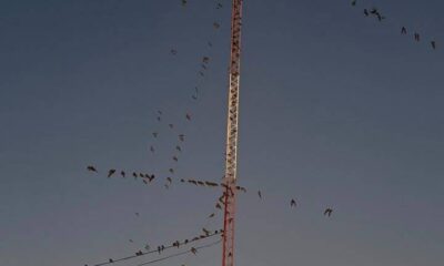 Invasión de loros en Villarino: encuentran un sistema que les causa pánico y los espanta