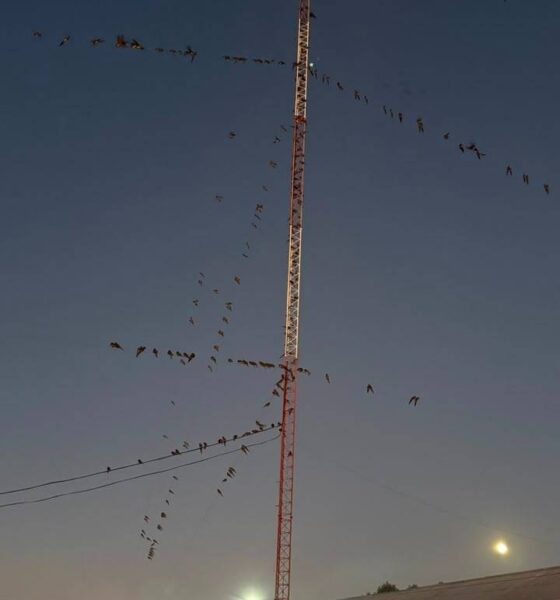 Invasión de loros en Villarino: encuentran un sistema que les causa pánico y los espanta