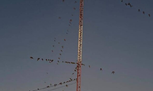 Invasión de loros en Villarino: encuentran un sistema que les causa pánico y los espanta