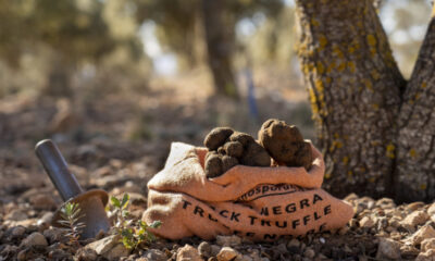 Trufas negras en Buenos Aires: dónde vivir la caza con perros truferos