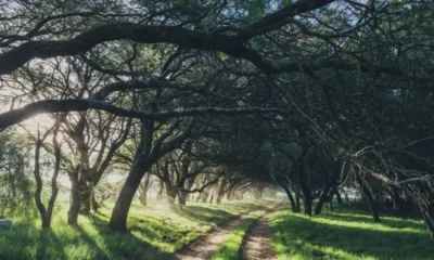 Convocatoria 2026 para productores con predios con bosque nativo