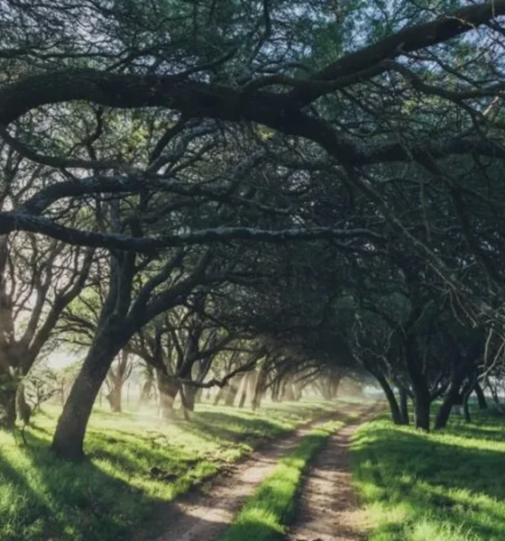 Convocatoria 2026 para productores con predios con bosque nativo
