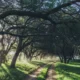 Convocatoria 2026 para productores con predios con bosque nativo