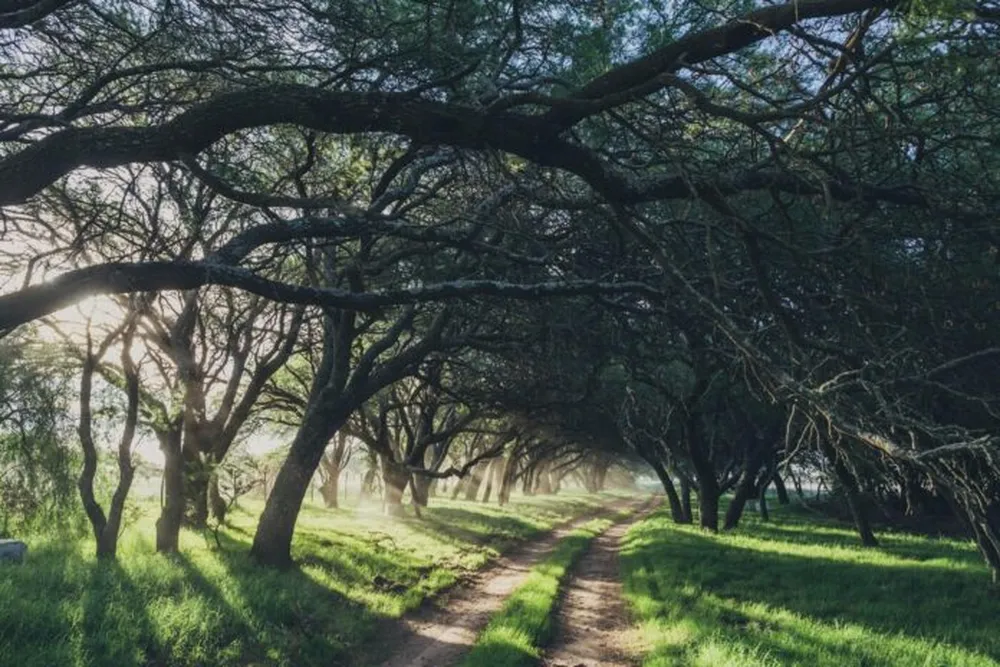 Convocatoria 2026 para productores con predios con bosque nativo